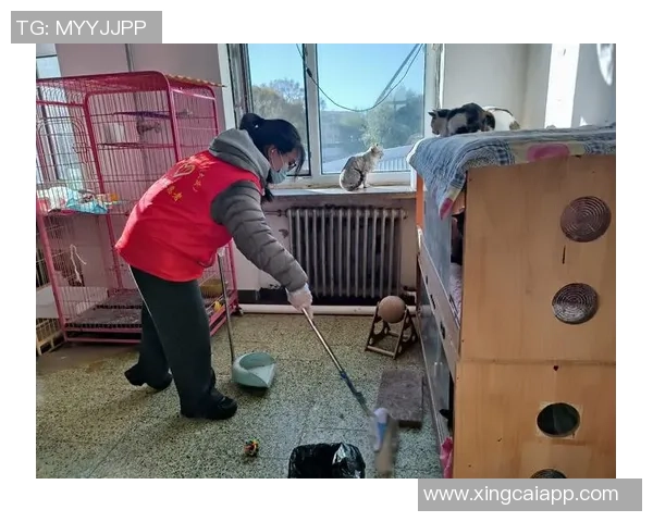 四川男篮积极行动救助流浪猫计划后续妥善安置关爱生命